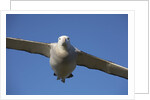 Wandering Albatross in Flight at South Georgia Island by Anonymous