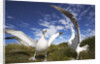 Wandering Albatrosses on South Georgia Island by Anonymous