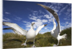 Wandering Albatrosses on South Georgia Island by Anonymous