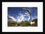 Wandering Albatrosses on South Georgia Island by Anonymous