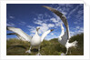 Wandering Albatrosses on South Georgia Island by Anonymous
