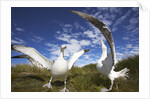 Wandering Albatrosses on South Georgia Island by Anonymous