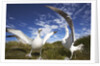 Wandering Albatrosses on South Georgia Island by Anonymous