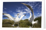 Wandering Albatrosses on South Georgia Island by Anonymous