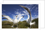 Wandering Albatrosses on South Georgia Island by Anonymous