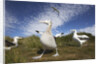 Wandering Albatrosses on South Georgia Island by Anonymous