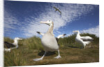 Wandering Albatrosses on South Georgia Island by Anonymous