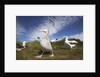 Wandering Albatrosses on South Georgia Island by Anonymous