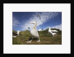 Wandering Albatrosses on South Georgia Island by Anonymous