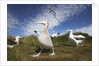 Wandering Albatrosses on South Georgia Island by Anonymous