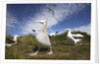 Wandering Albatrosses on South Georgia Island by Anonymous