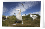 Wandering Albatrosses on South Georgia Island by Anonymous