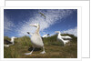 Wandering Albatrosses on South Georgia Island by Anonymous