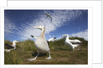 Wandering Albatrosses on South Georgia Island by Anonymous