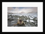 Elephant Seal on South Georgia Island by Anonymous