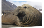 Elephant Seal on South Georgia Island by Anonymous
