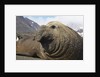 Elephant Seal on South Georgia Island by Anonymous