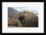 Elephant Seal on South Georgia Island by Anonymous