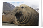 Elephant Seal on South Georgia Island by Anonymous