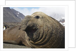 Elephant Seal on South Georgia Island by Anonymous