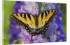 Female Eastern Tiger Swallowtail Butterfly on Delphinium by Anonymous