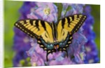 Female Eastern Tiger Swallowtail Butterfly on Delphinium by Anonymous