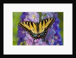 Female Eastern Tiger Swallowtail Butterfly on Delphinium by Anonymous