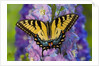 Female Eastern Tiger Swallowtail Butterfly on Delphinium by Anonymous