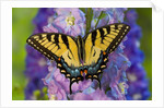 Female Eastern Tiger Swallowtail Butterfly on Delphinium by Anonymous