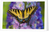 Female Eastern Tiger Swallowtail Butterfly on Delphinium by Anonymous