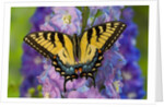 Female Eastern Tiger Swallowtail Butterfly on Delphinium by Anonymous