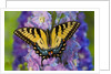 Female Eastern Tiger Swallowtail Butterfly on Delphinium by Anonymous