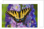 Female Eastern Tiger Swallowtail Butterfly on Delphinium by Anonymous