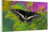 Female Black Swallowtail Butterfly on Colorful Flowers by Anonymous