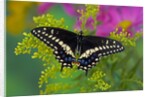 Female Black Swallowtail Butterfly on Colorful Flowers by Anonymous