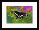 Female Black Swallowtail Butterfly on Colorful Flowers by Anonymous