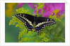 Female Black Swallowtail Butterfly on Colorful Flowers by Anonymous
