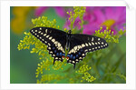 Female Black Swallowtail Butterfly on Colorful Flowers by Anonymous