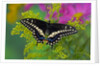 Female Black Swallowtail Butterfly on Colorful Flowers by Anonymous