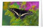 Female Black Swallowtail Butterfly on Colorful Flowers by Anonymous