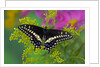 Female Black Swallowtail Butterfly on Colorful Flowers by Anonymous