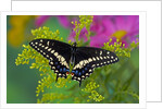 Female Black Swallowtail Butterfly on Colorful Flowers by Anonymous