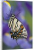 Eastern Tiger Swallowtail at Rest on a Dutch Iris by Anonymous