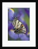 Eastern Tiger Swallowtail at Rest on a Dutch Iris by Anonymous