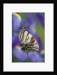 Eastern Tiger Swallowtail at Rest on a Dutch Iris by Anonymous