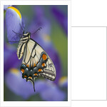 Eastern Tiger Swallowtail at Rest on a Dutch Iris by Anonymous