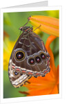Blue Morpho Resting on an Orange Asiatic Lily by Anonymous