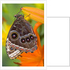 Blue Morpho Resting on an Orange Asiatic Lily by Anonymous