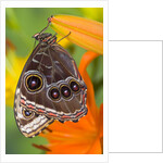Blue Morpho Resting on an Orange Asiatic Lily by Anonymous