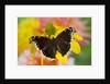 Morning Cloak North American Butterfly by Anonymous